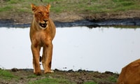 De Kasane, Parc National de Chobe Nuit Camping Safari - Hizvo