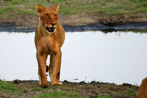 From Kasane: Chobe National Park Overnight Camping Safari