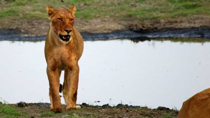 from kasane chobe national park overnight camping safari