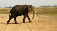 De Kasane, Parc National de Chobe Nuit Camping Safari - Hizvo