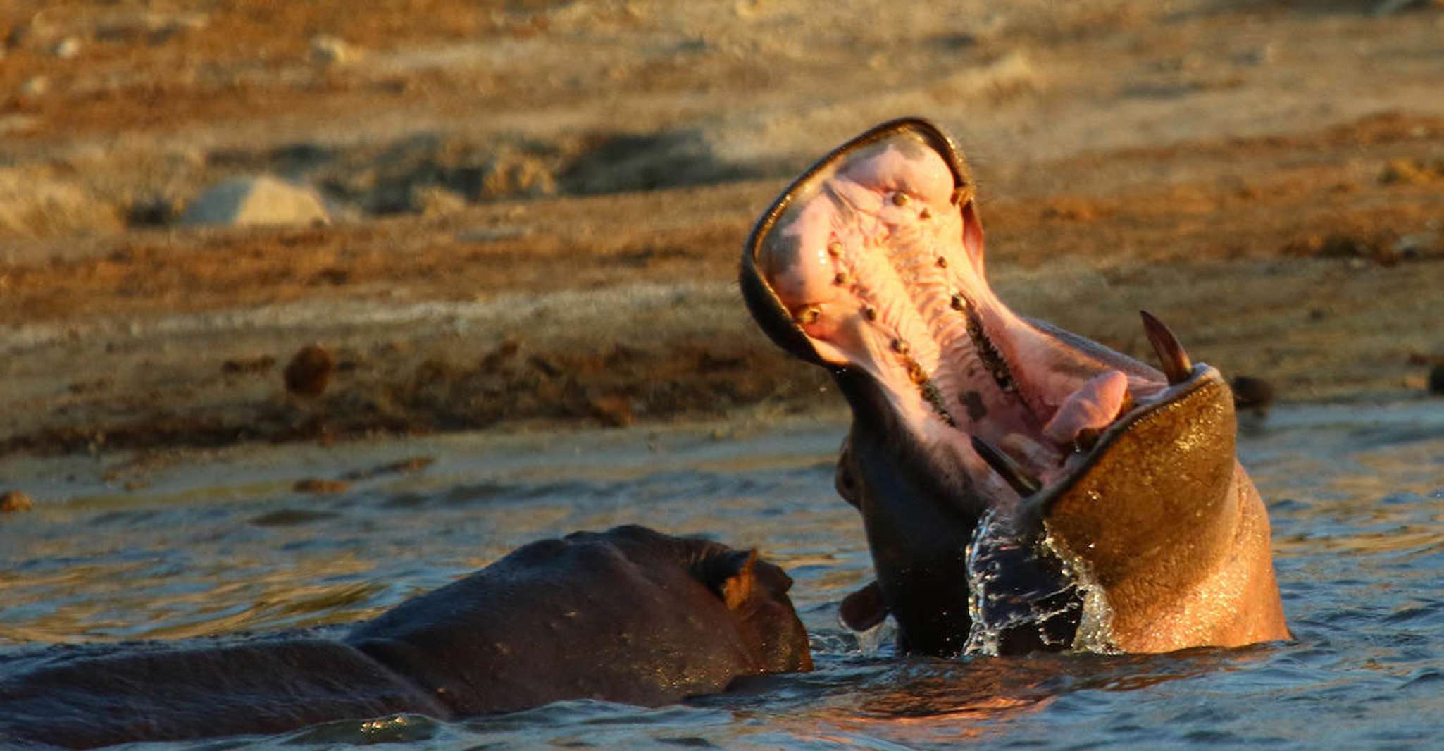 Von Kasane, Chobe National Park Übernachtung Camping Safari - Hizvo