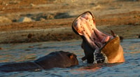 De Kasane, Parc National de Chobe Nuit Camping Safari - Hizvo