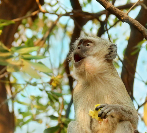 Safaris & wildlife activities