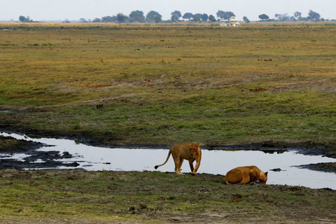 From Kasane: Chobe National Park Overnight Camping Safari