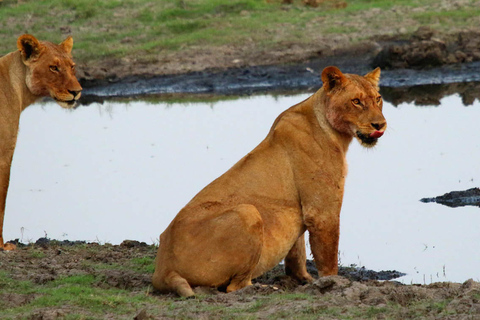 Desde Kasane: Chobe National Park Overnight Camping Safari