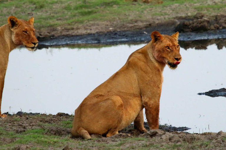 From Kasane: Chobe National Park Overnight Camping Safari