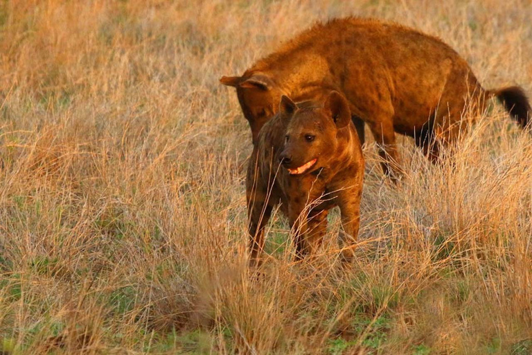 From Kasane: Chobe National Park Overnight Camping Safari