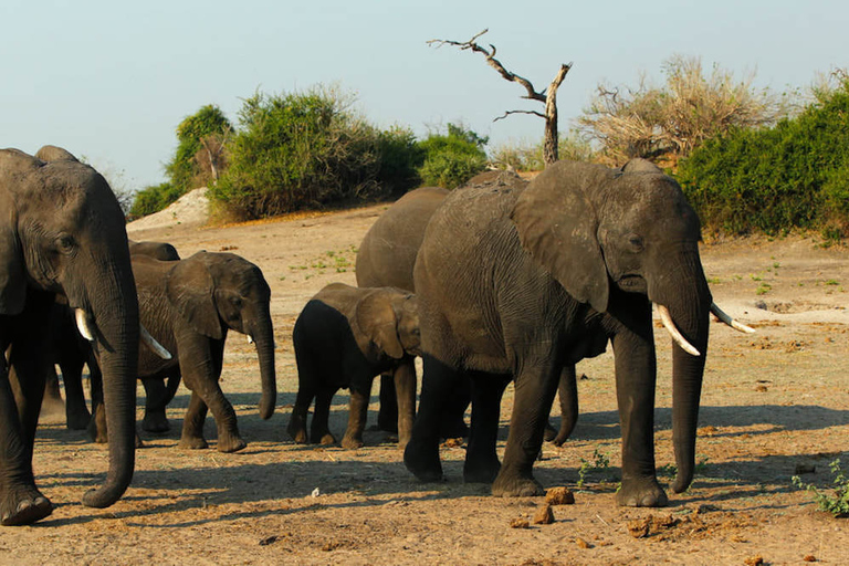 From Kasane: Chobe National Park Overnight Camping Safari