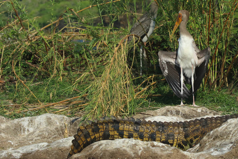 From Kasane: Chobe National Park Overnight Camping Safari