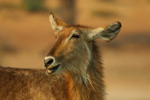 Desde Kasane: Chobe National Park Overnight Camping Safari