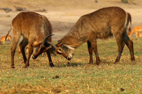 From Kasane: Chobe National Park Overnight Camping Safari