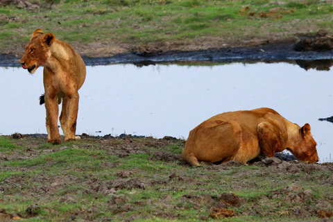 From Kasane: Chobe National Park Overnight Camping Safari