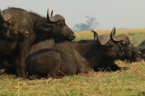 From Kasane: Chobe National Park Overnight Camping Safari