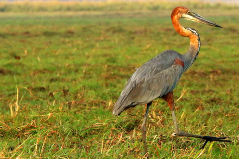 From Kasane: Chobe National Park Overnight Camping Safari