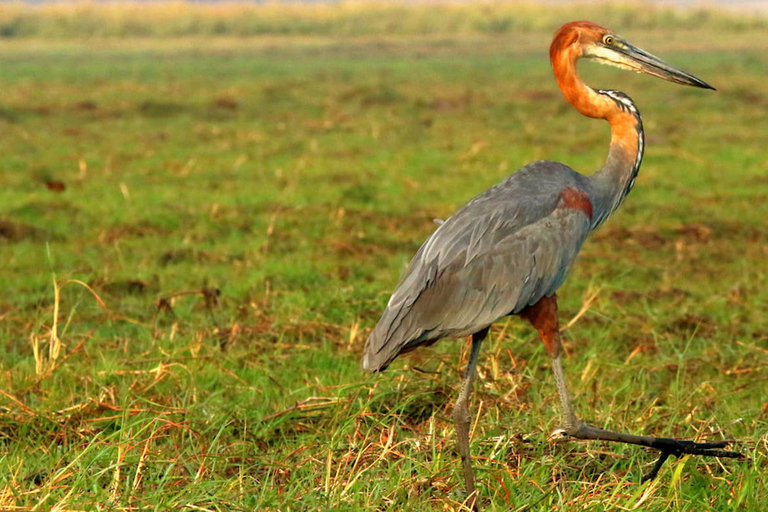 Desde Kasane: Chobe National Park Overnight Camping Safari