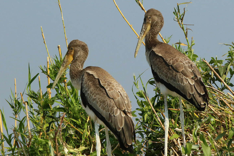 From Kasane: Chobe National Park Overnight Camping Safari