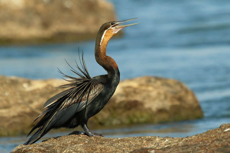 From Kasane: Chobe National Park Overnight Camping Safari