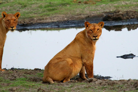 From Kasane: Chobe National Park Overnight Camping Safari