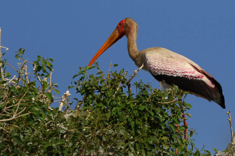 From Kasane: Chobe National Park Overnight Camping Safari