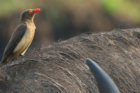 From Kasane: Chobe National Park Overnight Camping Safari