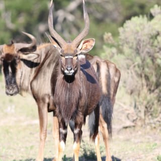 Hankey: Pabala Private Nature Reserve Game Drive with Snacks
