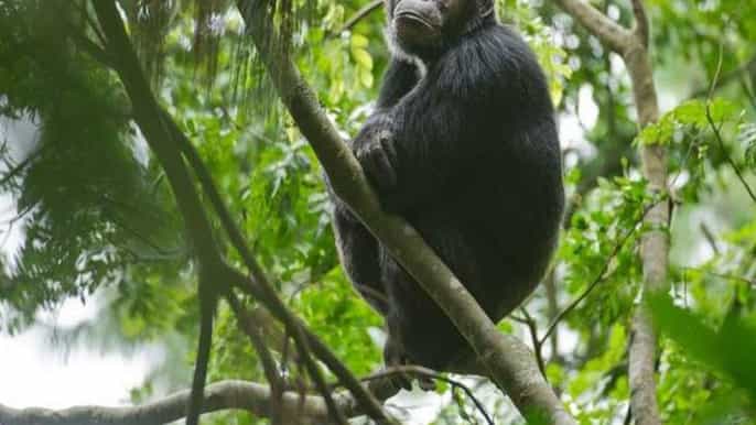 rwanda 5day gorilla and chimpanzee trekking tour