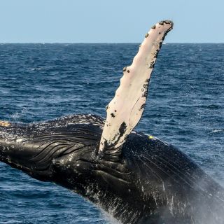 Boa Vista: tour di osservazione delle balene di un'intera giornata