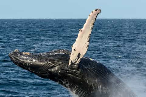 Boa Vista: Full-Day Whale Watching Tour