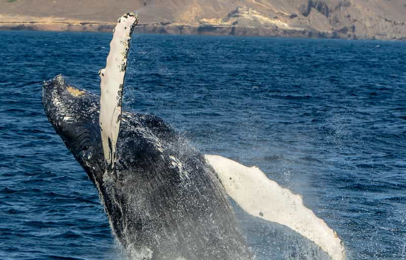 Boa Vista: Full-Day Whale Watching Tour | GetYourGuide