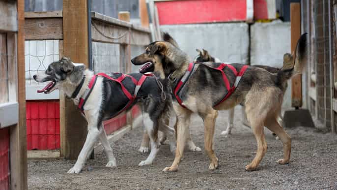 skagway dredge town dog sledding and gold panning
