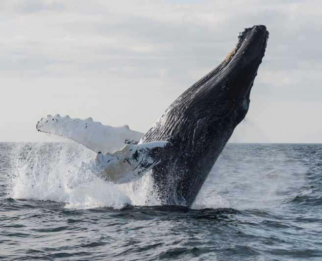 Boa Vista: tour di mezza giornata per l'osservazione delle balene