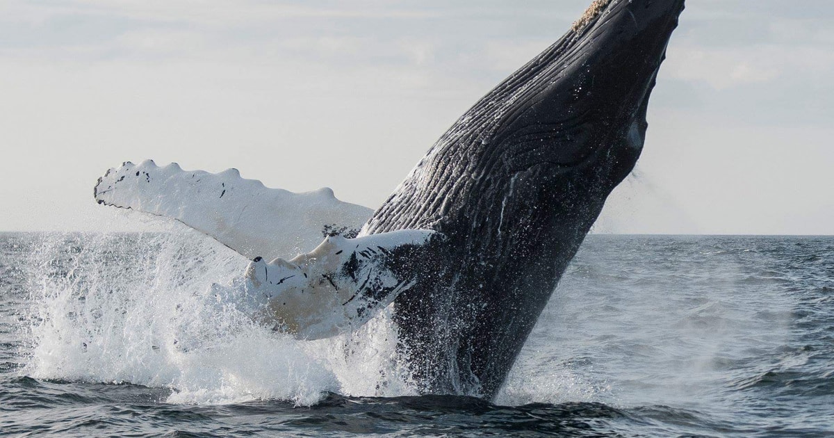 Boa Vista : Excursion D'une Demi-journée Pour Observer Les Baleines ...