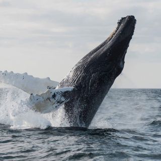 Boa Vista: Puolen päivän valaiden katselukierros