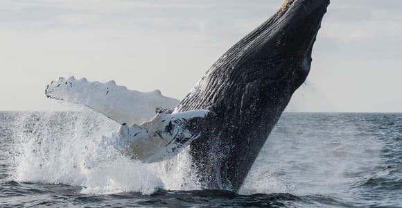 Boa Vista: Whale Watching Trip with Motoryacht