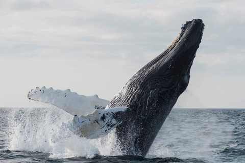 Boavista: Excursión de avistamiento de ballenas con zodiacBoavista: Excursión de avistamiento de ballenas Zodiac RIU Touareg Servicio de recogida