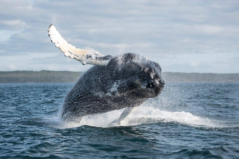 Boavista: Obserwacja wielorybów z zodiakiemBoavista: Obserwacja wielorybów Wycieczka Zodiac RIU Touareg Odbiór