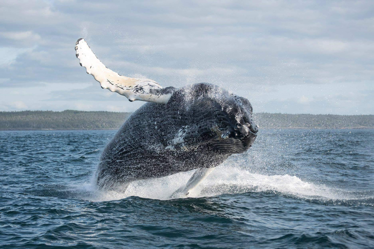 Boavista: Obserwacja wielorybów z zodiakiemBoavista: Obserwacja wielorybów Wycieczka Zodiac RIU Touareg Odbiór