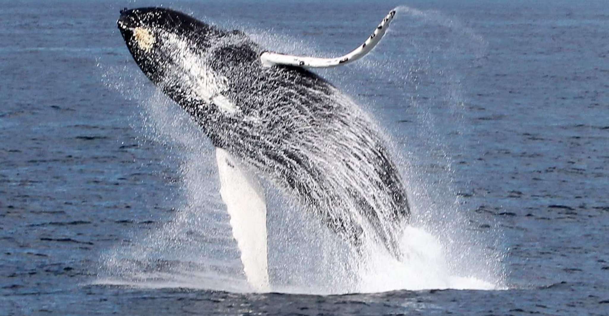 Boa Vista, Half-Day Whale Watching Tour - Housity