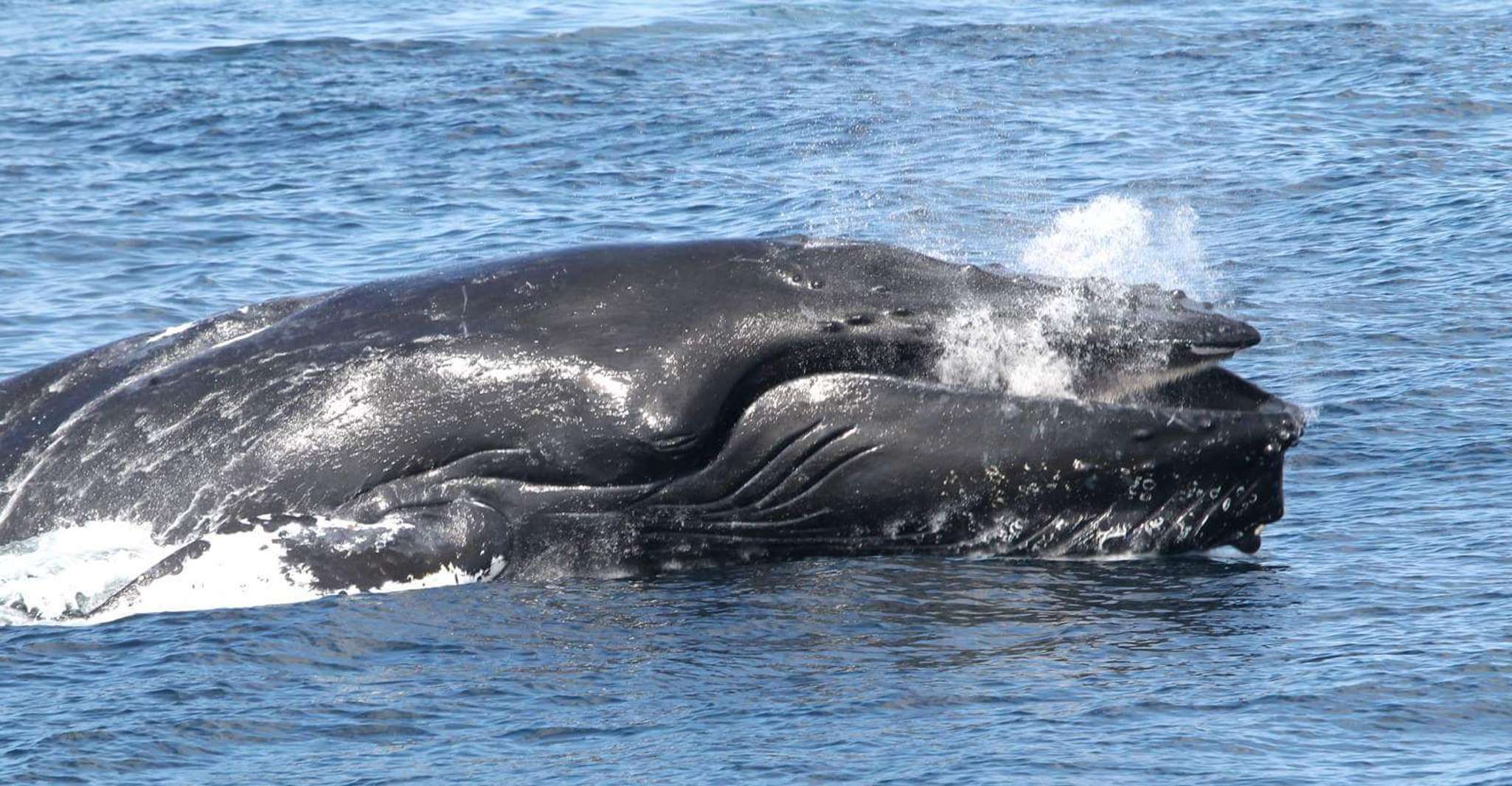 Boa Vista, Half-Day Whale Watching Tour - Housity