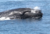 Boa Vista, tournée d'observation des baleines d'une demi-journée - Housity