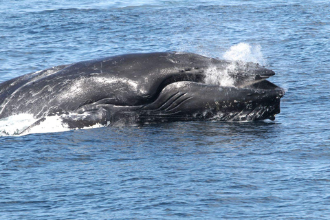 Boavista: Obserwacja wielorybów z zodiakiemBoavista: Obserwacja wielorybów Wycieczka Zodiac RIU Touareg Odbiór