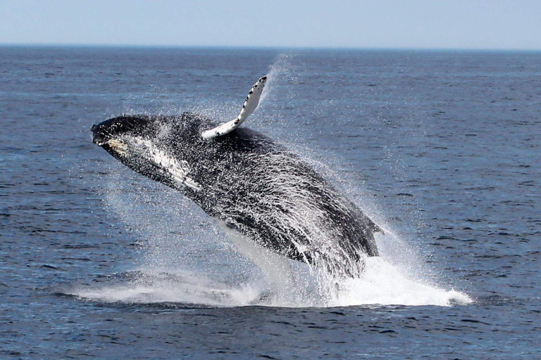 Boavista: Obserwacja wielorybów z zodiakiemBoavista: Obserwacja wielorybów Wycieczka Zodiac RIU Touareg Odbiór