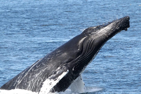 Boavista: Obserwacja wielorybów z zodiakiemBoavista: Obserwacja wielorybów Wycieczka Zodiac RIU Touareg Odbiór