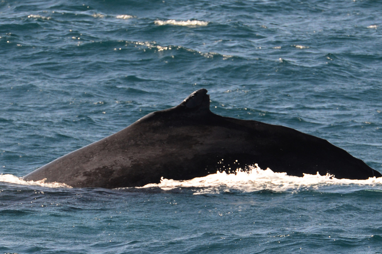Boavista: Obserwacja wielorybów z zodiakiemBoavista: Obserwacja wielorybów Wycieczka Zodiac RIU Touareg Odbiór