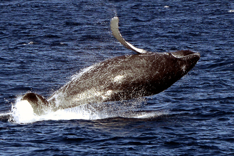 Boavista: Obserwacja wielorybów z zodiakiemBoavista: Obserwacja wielorybów Wycieczka Zodiac RIU Touareg Odbiór
