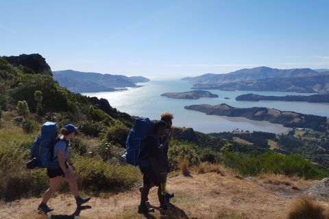 Christchurch: passeggiata guidata al rifugio Packhorse e strada panoramica
