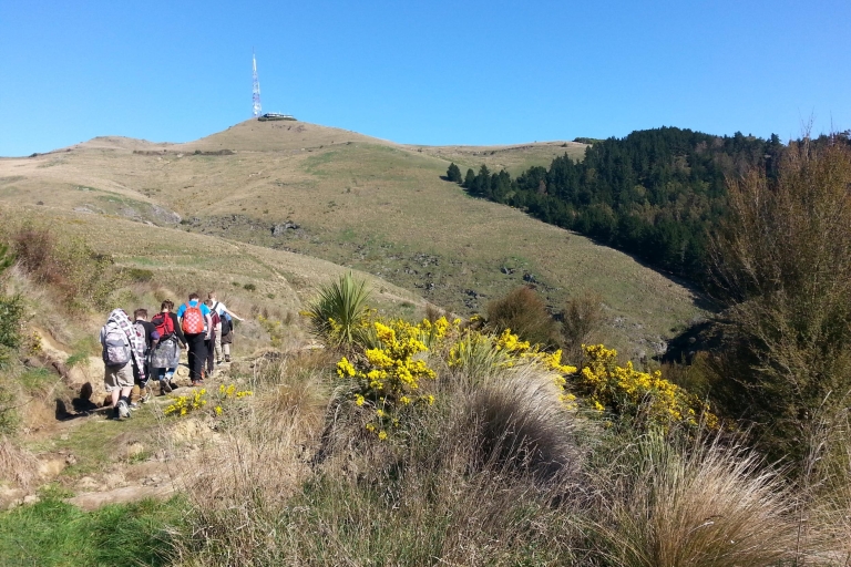 Christchurch: Spacer z przewodnikiem po Packhorse Hut i przejażdżka widokowaPrywatna wycieczka z odbiorem z hotelu