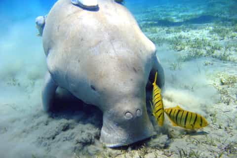 Abu Dabbab Beach: Snorkeling Adventure with Lunch