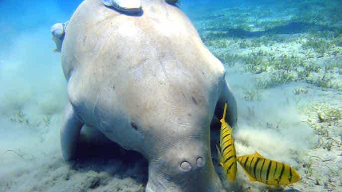 abu dabbab beach snorkeling adventure with lunch
