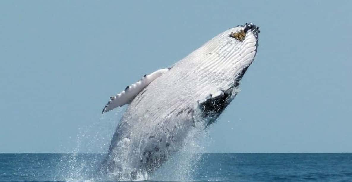 Punta Cana: Whale Whatching Sanctuary Experience